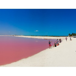 Coloradas Plus