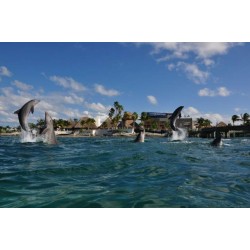 DOLPHIN ENCOUNTER +CATAMARAN