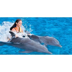 DOLPHIN ROYAL SWIM+CATAMARAN